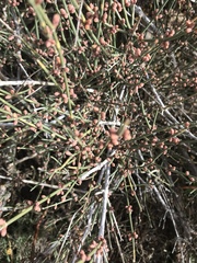 Ephedra torreyana