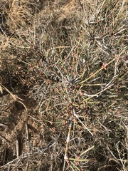 Ephedra torreyana