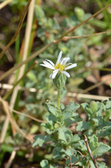 Vittadinia australis