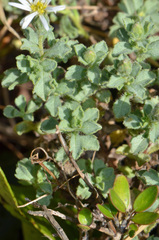 Vittadinia australis