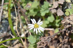 Vittadinia australis