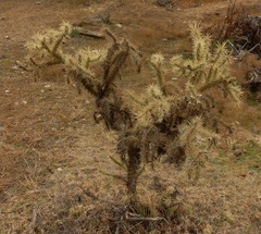 Cylindropuntia davisii