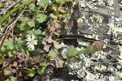 Vittadinia australis