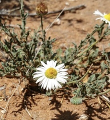 Aphanostephus ramosissimus