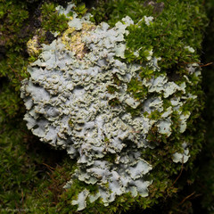 Physconia enteroxantha