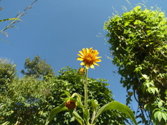 Smallanthus sonchifolius
