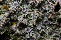 Physconia americana