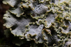 Physconia enteroxantha