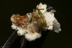 Physconia enteroxantha