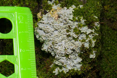 Physconia enteroxantha