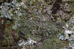 Physconia americana