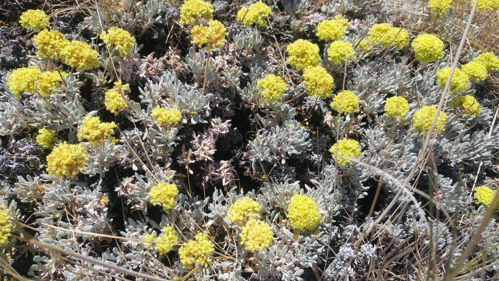 Umtanum Desert Buckwheat in July 2018 by Walter Fertig · iNaturalist