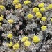 Umtanum Desert Buckwheat - Photo (c) Walter Fertig, some rights reserved (CC BY-NC), uploaded by Walter Fertig