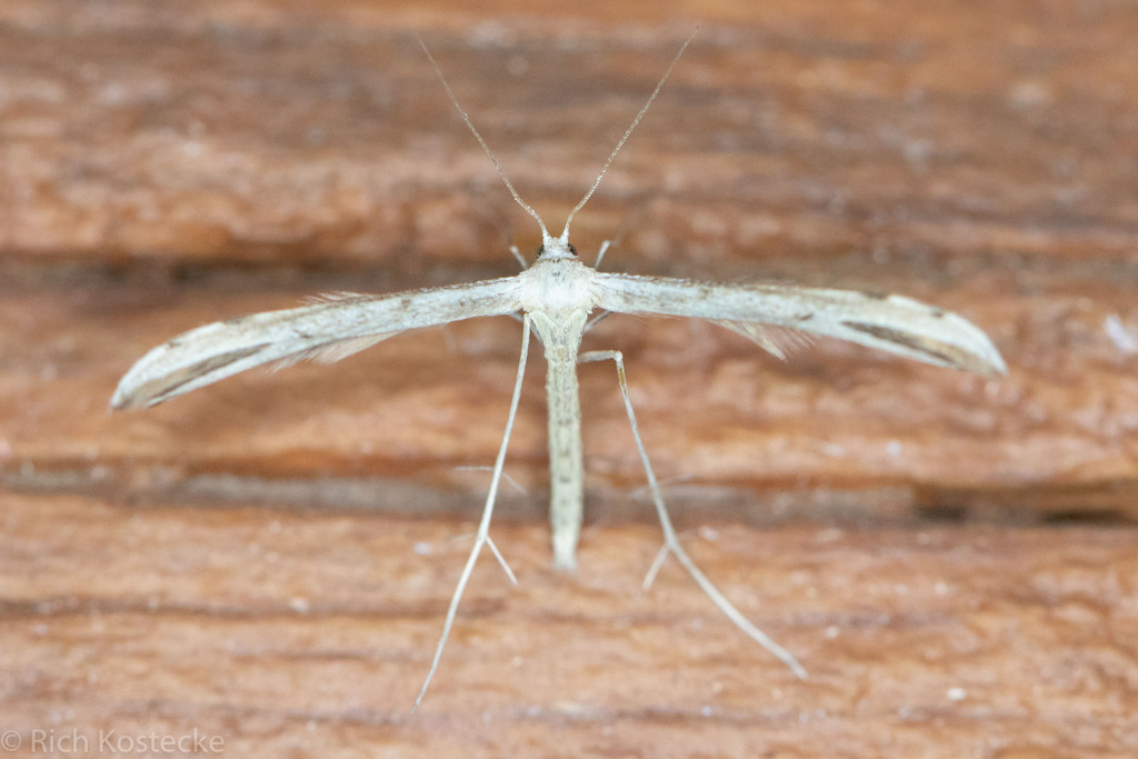 Chihuahuan Desert Plume Moth