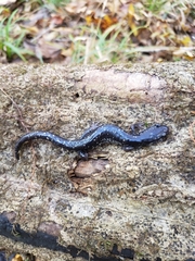 Plethodon grobmani