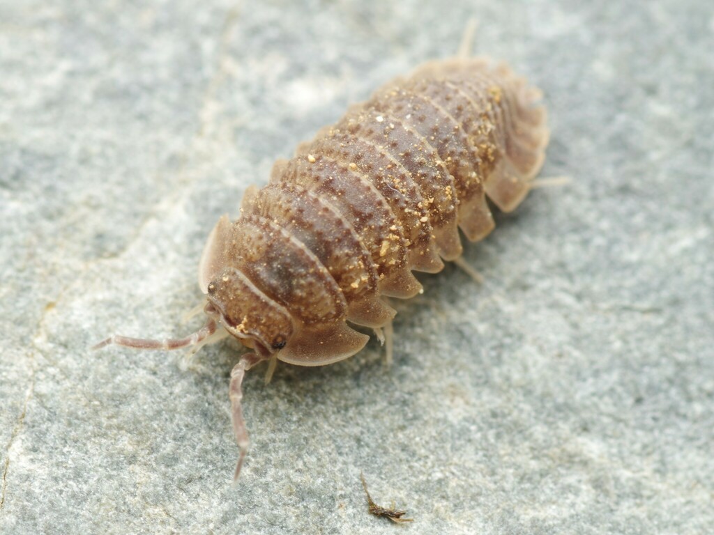 Armadillidium serratum