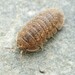 Serrated Pill Woodlouse - Photo (c) Ludivine Lamare, some rights reserved (CC BY), uploaded by Ludivine Lamare