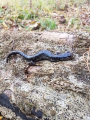 Plethodon grobmani