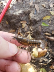 Procambarus versutus