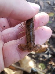 Procambarus versutus