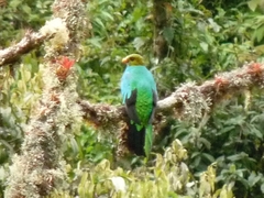 Pharomachrus auriceps