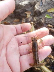 Procambarus versutus