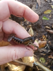 Procambarus versutus