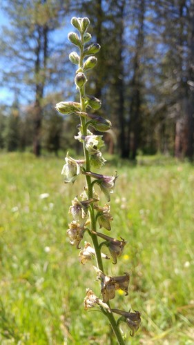 Wenatchee larkspur (Delphinium viridescens)