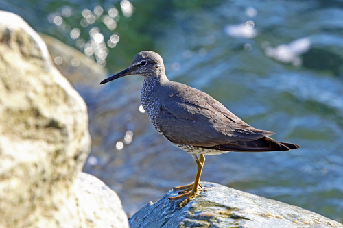 Wandering Tattler