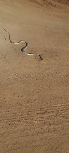 Eastern Rufous Beaked Snake