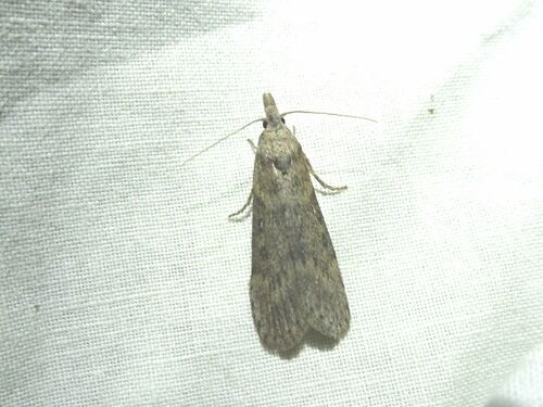 Lamoria anella