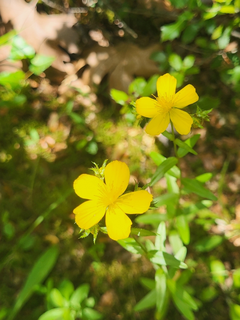 Drosocarpium