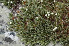 Kelleria villosa barbata
