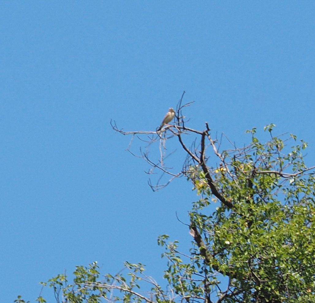 Tawny Pipit