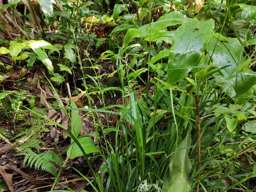 Carex ramosa image