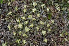 Anisotome imbricata imbricata