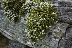 Veronica buchananii