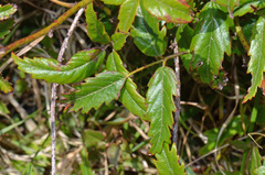 Rubus schmidelioides schmidelioides