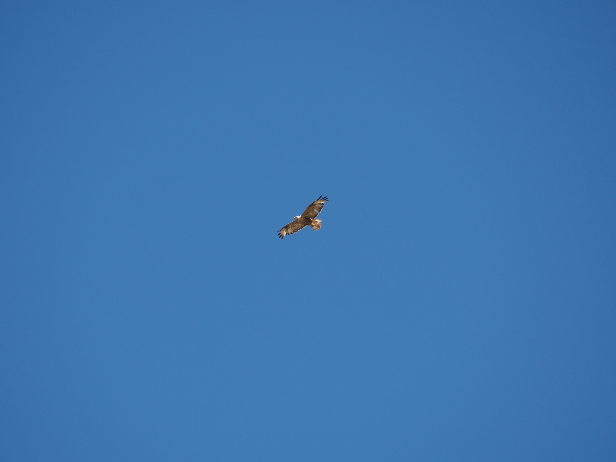 Long-legged Buzzard
