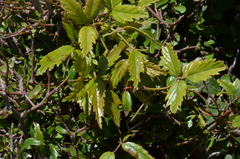 Rubus schmidelioides schmidelioides