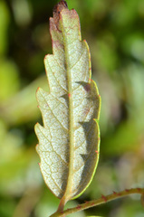 Rubus schmidelioides schmidelioides