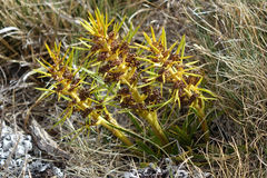 Aciphylla hectori
