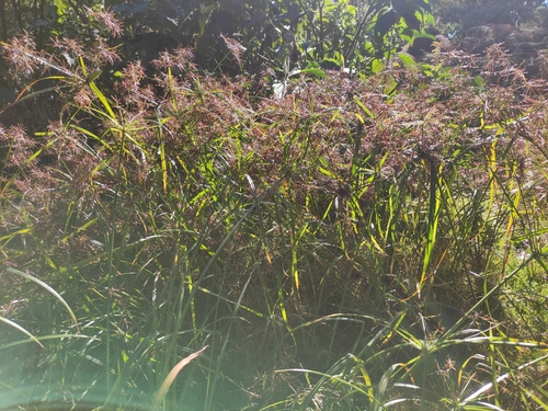 Mariscus longibracteatus image