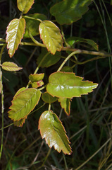 Rubus schmidelioides schmidelioides
