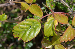 Rubus schmidelioides schmidelioides