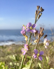 Heliophila linearis