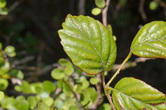 Rubus schmidelioides schmidelioides