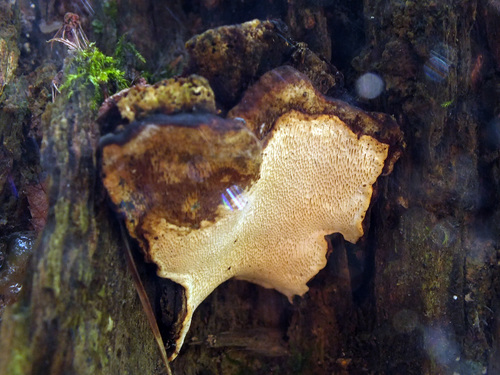 Наблюдение на iNaturalist
