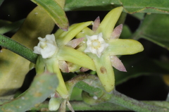 Araujia brachystephana