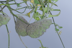 Araujia brachystephana